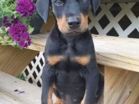 Her Eve Şart Doberman