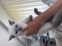 British shorthair 60 günlük erkek