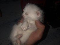 British longhair dişi