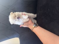 Alanya Pomeranian Boo Köpeğimiz