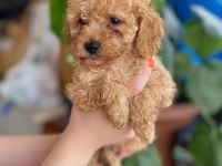 Toy poodle yavrularımız yeni yuvalarını bekliyor