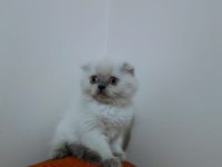 Scottish Fold Kardeşler Yeni Yuvasını Arıyor
