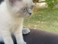 Blue point british yavrumuz