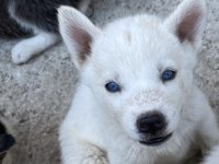 Irk Garantili Husky Yavrularımız