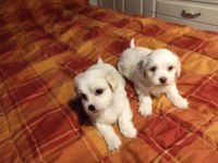 Topaç gibi maltese bebeklerimiz