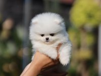 Teddy Bear Pomeranian Yavruları
