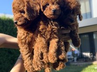 EN GÜZEL TOY POODLE BEBEKLERİMİZ