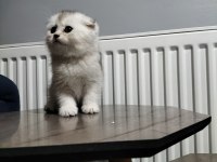 Silver shaded ve golden ny25 british shorthair yavrular