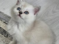 Erkek Ve Dişi British Longhair Kedim