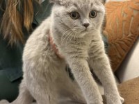 4 aylık Safkan British Shorthair Erkek Yavru