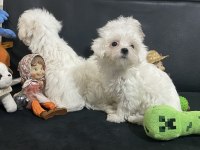 Ankaranın en güzel kar beyaz maltese terrier köpekleri