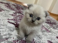 Turgutlu Erkek 2 Aylık Scottish Fold Blue Point