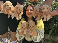 Şeker Küpü Maltipoo Köpekler