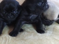 A KALİTEDE BLACK PUG YAVRULARIMIZ