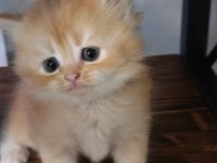 Show Kalite ny12 British Longhair