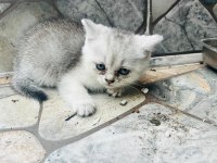 Kedimiz zumamizi sahiplendiriyoruz