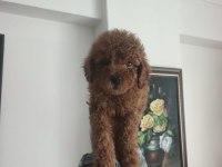 Toy poodle köpeği yavrularımız