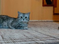 British shorthair 18 aylık