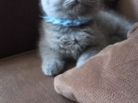 BRİTİSH YAVRU KEDİLER