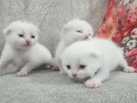 2 aylık yavru scottish fold