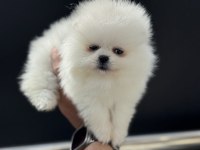 Show kalite pomeranian boo yavrularımız