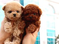 TOY POODLE BEBEKLERİM
