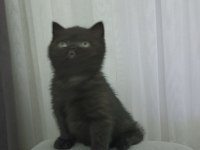 Uyguna kakao bebek british shorthair