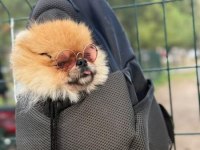 Yetişkin pomeranian boo gülen yüz 1.800 kilo