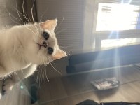 Sliver yavru british shorthair kedim