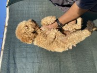 1,5 Yaş Erkek Toy Poodle