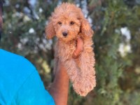 Orijinal Maltipoo Yavrular Randevu Alarak Bakabilirsiniz