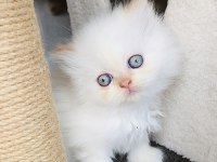 Prensesimize Kalıcı Yuva Arıyoruz Persian