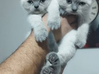 Blue point british shorthair yavrular