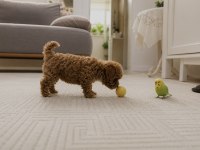 Orjinal Gerçek Teacup Maltipoo Asla Büyümez