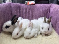 CÜCE NETHERLAND DWARF TAVŞANLARIMIZ