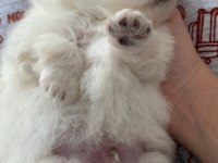 A Kalite Pomeranian Yavruları