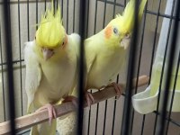 Sevimli Kırmızı Göz Lutino Sultan Papağanı Yavruları