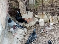 Sekiz adet renkli posta sağlıklı