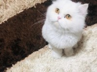 DOLL FACE İRAN KEDİMİZ
