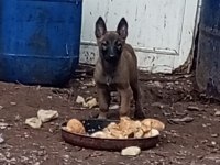 Belgian malinois ve hollanda dutc yavrular