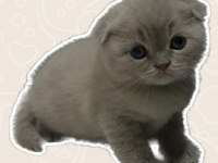 Lilac 2 aylık scottish fold