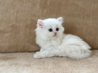 EŞSİZ GÜZELLİKTE CHİNCHİLLA ERKEK YAVRUM