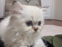 British Longhair Kardeşler