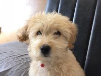 Maltipoo acil sahiplendirme