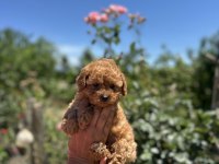 AŞILI ÇİŞ EĞİTİMLİ ORJİNAL TOY POODLE BEBEKLER 