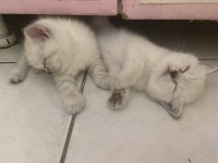 Yavru british shorthair