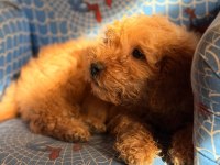 2 buçuk aylık dişi maltipoo bebek