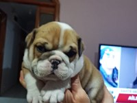 %100 IRK GARANTİLİ İNGİLİZ BULLDOG YAVRULARI