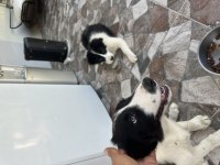 Dişi Erkek 5 Aylık Aşırı Akıllı Border Collie