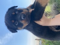 Üst kalite rottweiler yavrular